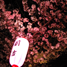 夜桜と提灯